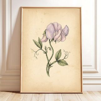Arte de pared enmarcado de flor de Sweetpea vintag
