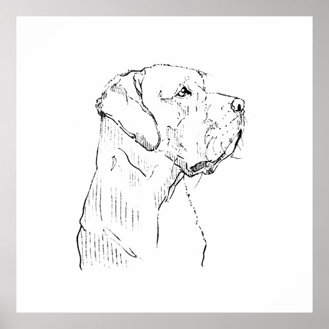 Arte de Pared Labrador Retriever Tranquilo, Dibuja (Frente)