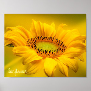 Arte de pared mate de girasol amarillo brillante