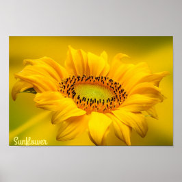 Arte de pared mate de girasol amarillo brillante