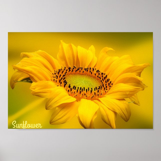 Arte de pared mate de girasol amarillo brillante (Frente)