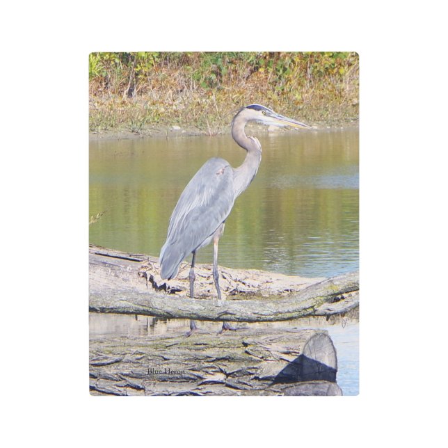 Arte de pared metálica de la garza azul (Anverso)