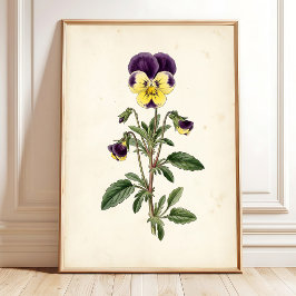 Arte de pared para casa de campo Pansy Botánico