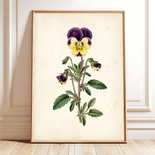 Arte de pared para casa de campo Pansy Botánico (Subido por el creador)