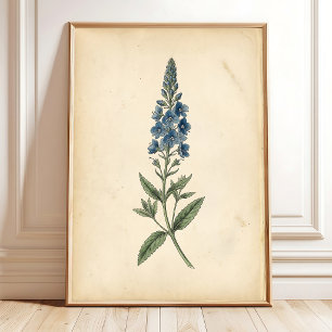 Arte de pared vintage de speedwell botánico
