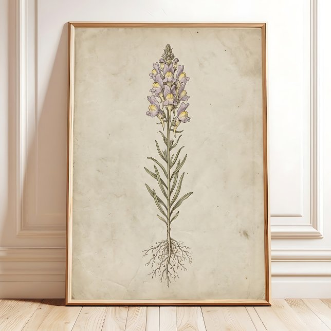 Arte de Pared Vintage Flor de Linaria (Subido por el creador)