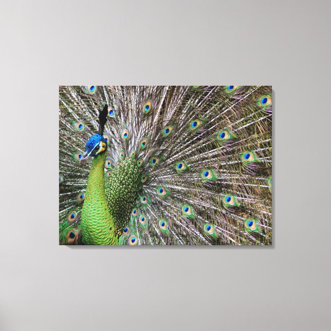 Arte de pavo real elegante y plumas (Anverso)