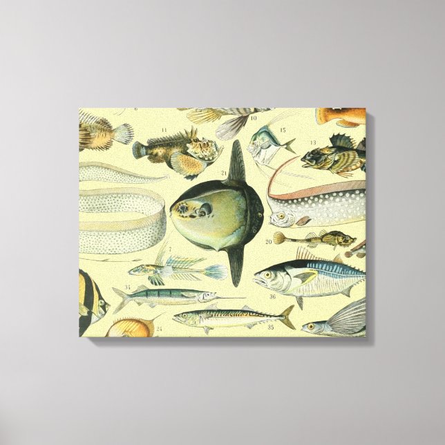 Arte de pesca científica de peces de época (Anverso)