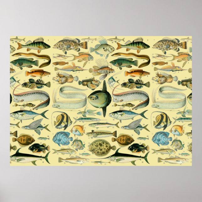 Arte de pesca científica de peces de época (Frente)