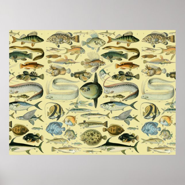 Arte de pesca científica de peces vintage (Frente)