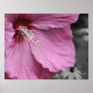 Arte De Pintura De Fotografía De Hibiscus Rosa