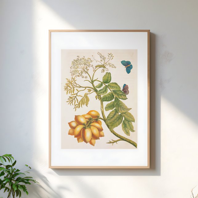 Arte de planta de frutas vintage con mariposas (Subido por el creador)