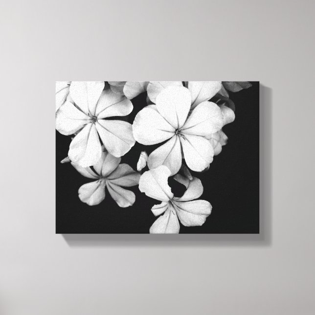Arte de Plumbago Monocromo Vintage (Anverso)