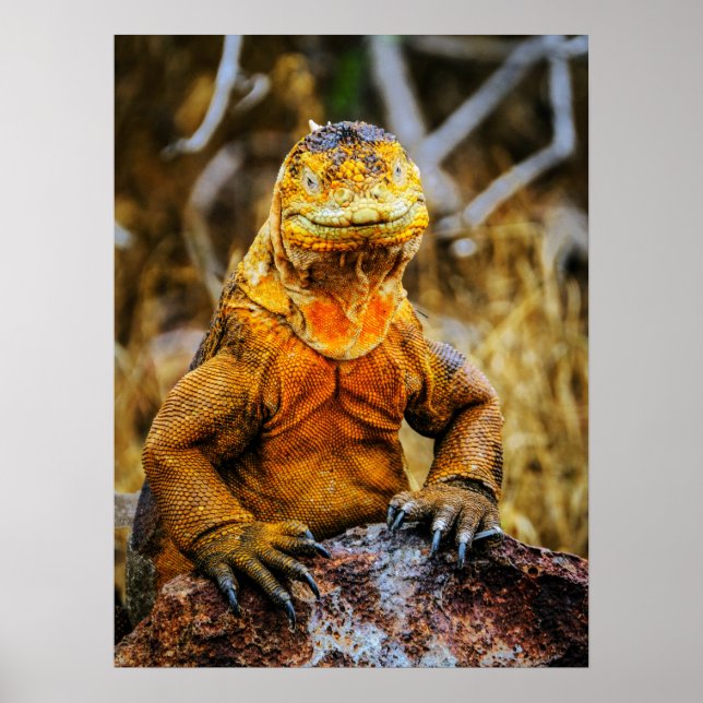 Arte de Reptil Iguana (Frente)