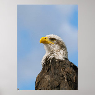 Arte de retrato de vida silvestre del águila calva