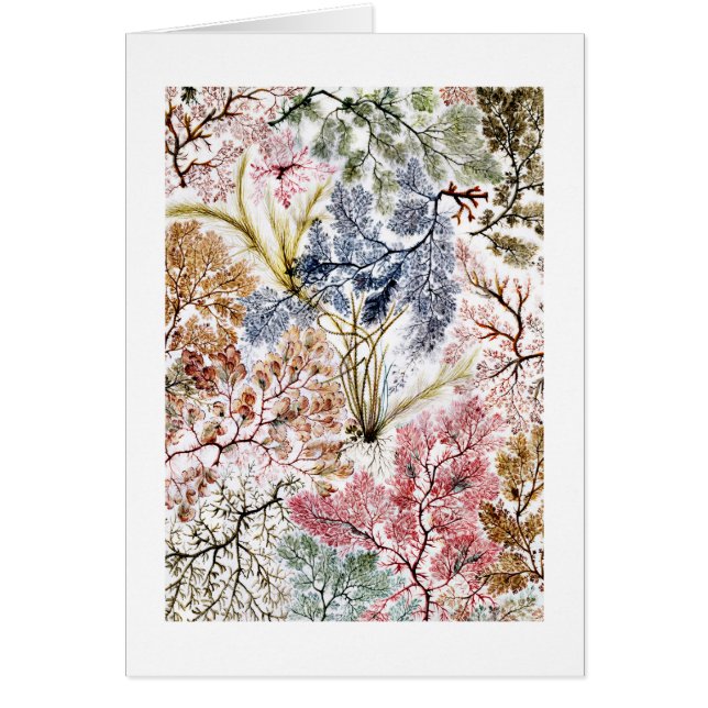 Arte de tela de seda de algas marinas (Frente)