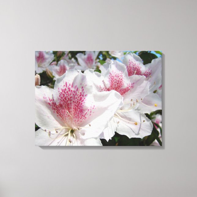 Arte decorativo en lienzo Flores de Azalea Rosa Bl (Anverso)