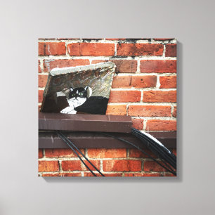 arte del gato callejero