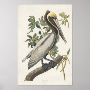 Arte del poster del pelícano de Audubon Brown del