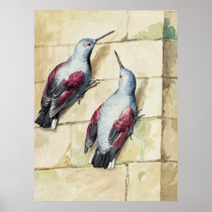 Arte en Acuarela de Pájaro Rojo y Gris Vintage