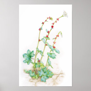 arte en acuarela de planta alpina Saxifraga cernua