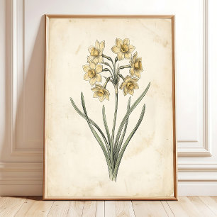 Arte en lienzo de junquillo botánico antiguo vinta