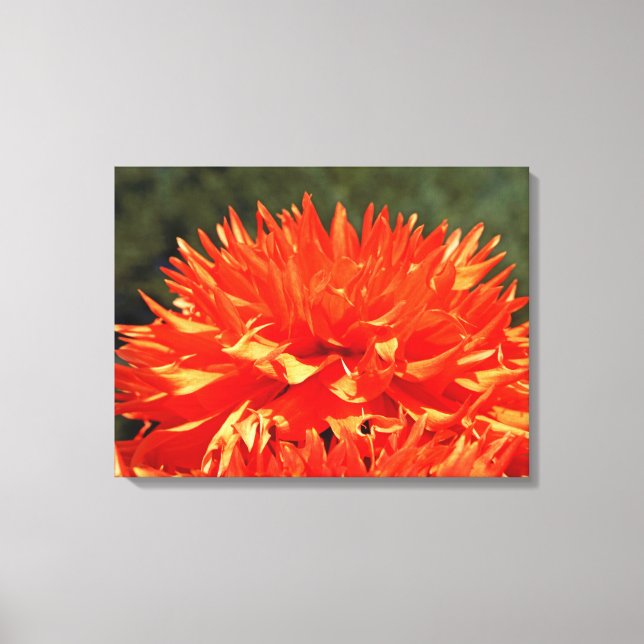 Arte en lienzo Flores de Dalia Naranja Dalias (Anverso)