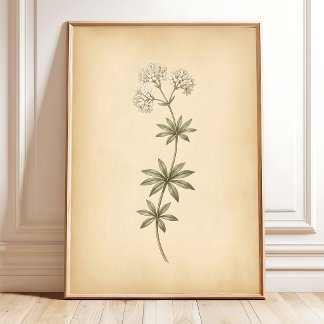 Arte enmarcado de flor de Woodruff vintage