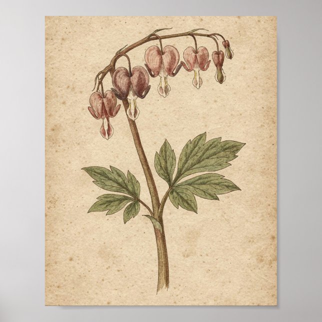 Arte floral botánico de corazón sangrante (Frente)