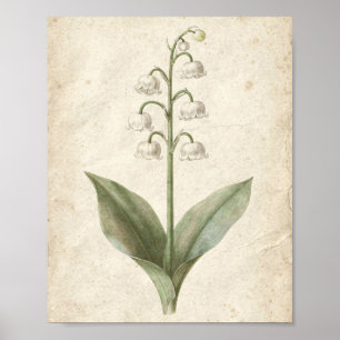 Arte floral botánico de lirio de los valles