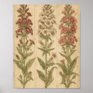 Arte floral botánico de Sweet William