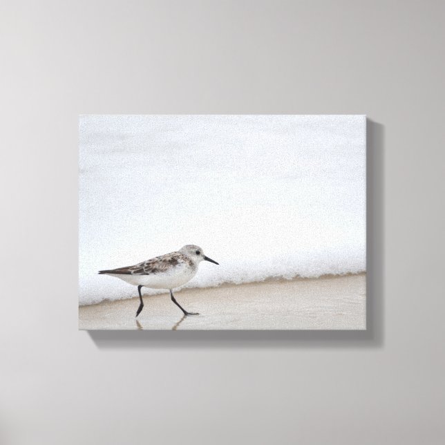 Arte fotográfico de canvas en pared de sandpiper S (Anverso)