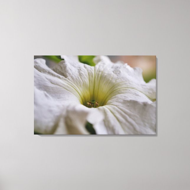 Arte fotográfico de la flor de Petunia blanca (Anverso)