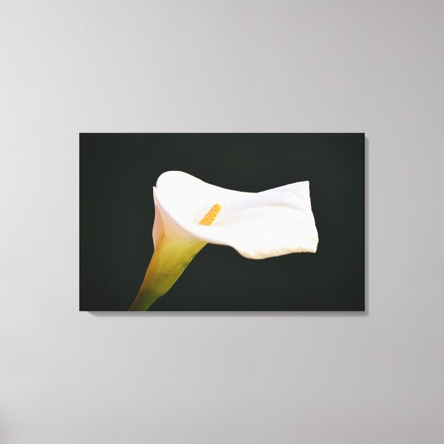Arte fotográfico dramático de Calla Lily Flor (Anverso)