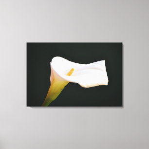 Arte fotográfico dramático de la flor de lirio de 