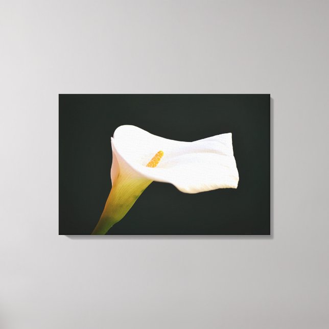 Arte fotográfico dramático de la flor de lirio de  (Anverso)