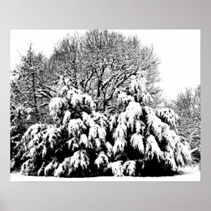 Arte fotográfico en blanco y negro Árboles de niev
