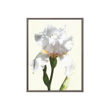 Arte fotográfico en lienzo de flor de iris blanca