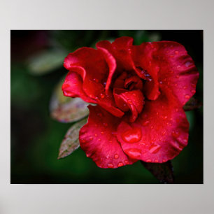 Arte fotográfico - Flor roja en la lluvia.
