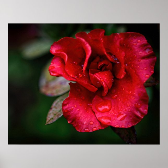 Arte fotográfico - Flor roja en la lluvia. (Frente)
