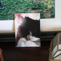 Arte gato de Tuxedo lindo Nariz rosa gatito gatos