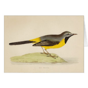 Arte gris antiguo del Wagtail