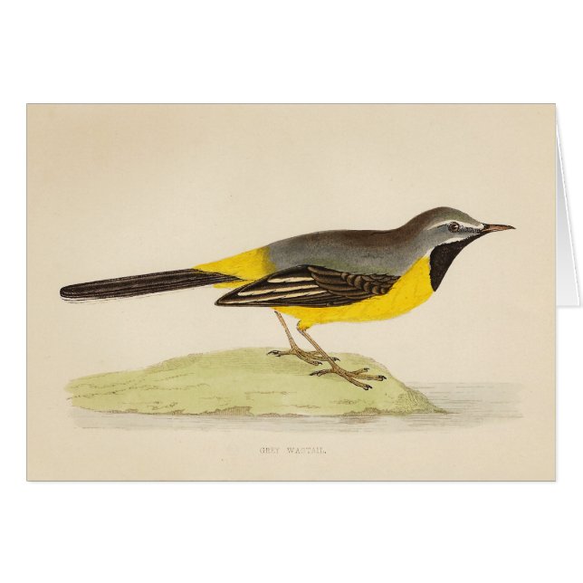 Arte gris antiguo del Wagtail (Anverso (Horizontal))