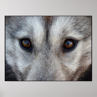 Arte Husky Imprimir Perro Arrojado Art Poster Wolf