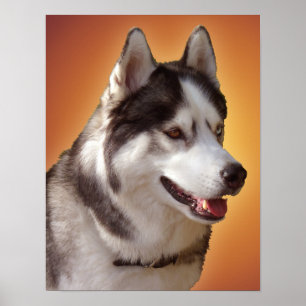 Arte Husky Imprimir Perro Perro Poster Regalos Hus