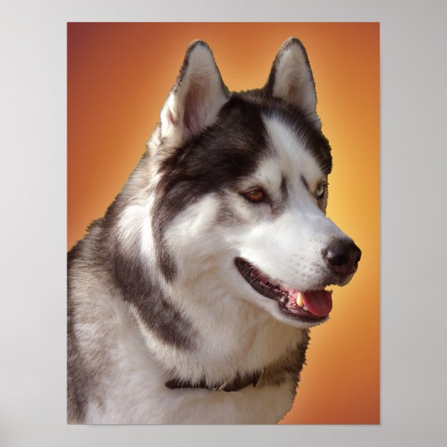 Arte Husky Imprimir Perro Perro Poster Regalos Hus (Frente)