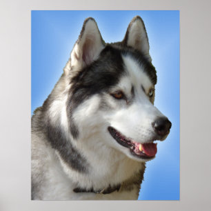 Arte Husky Imprimir Perro Perro Poster Regalos Hus