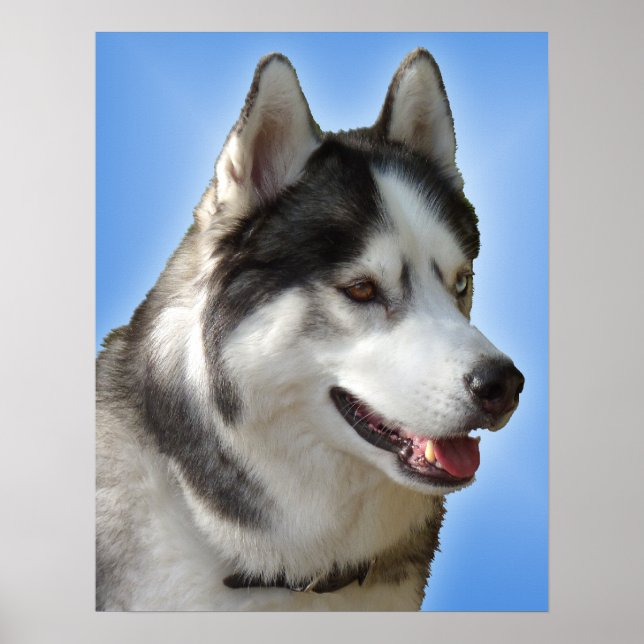 Arte Husky Imprimir Perro Perro Poster Regalos Hus (Frente)