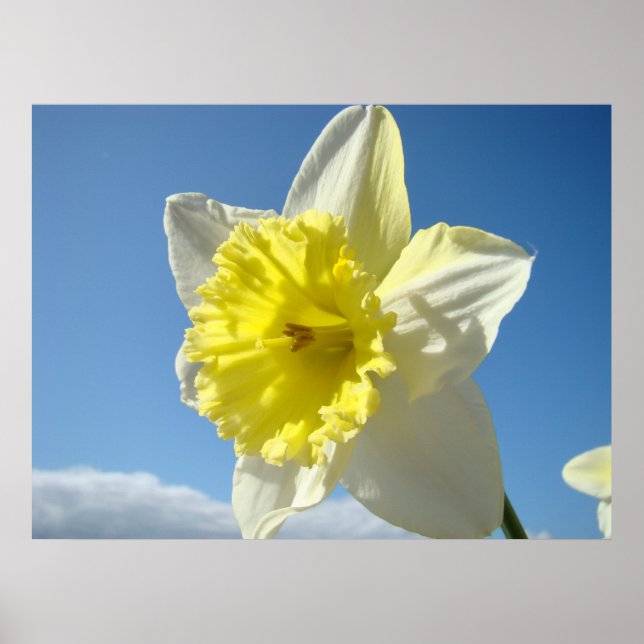 ARTE IMPRESIONES Flores de Daffodil Amarillas Pint (Frente)