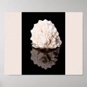 Arte Imprimible tropical de conchas blancas y negr